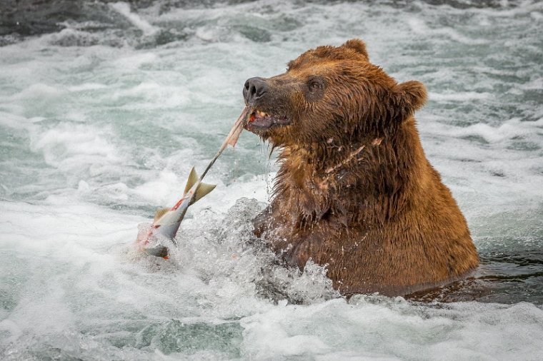 142 Katmai NP, bruine beer.jpg